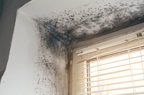 Trusted Mold Removal service in Richardsville, VA - Cheap Mold Removal