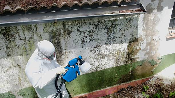 Top rated local Basement Mold Removal specialists in Richardsville, VA